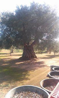 Masseria La Lizza - Ospitalita Rurale Bauernhof