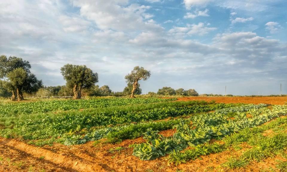 Bauernhof Masseria La Lizza - Ospitalita Rurale